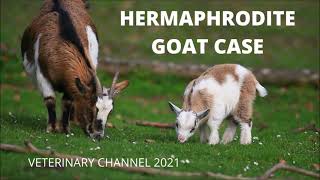 Large Animal Medicine: A Case Of Hermaphroditism In A Goat
