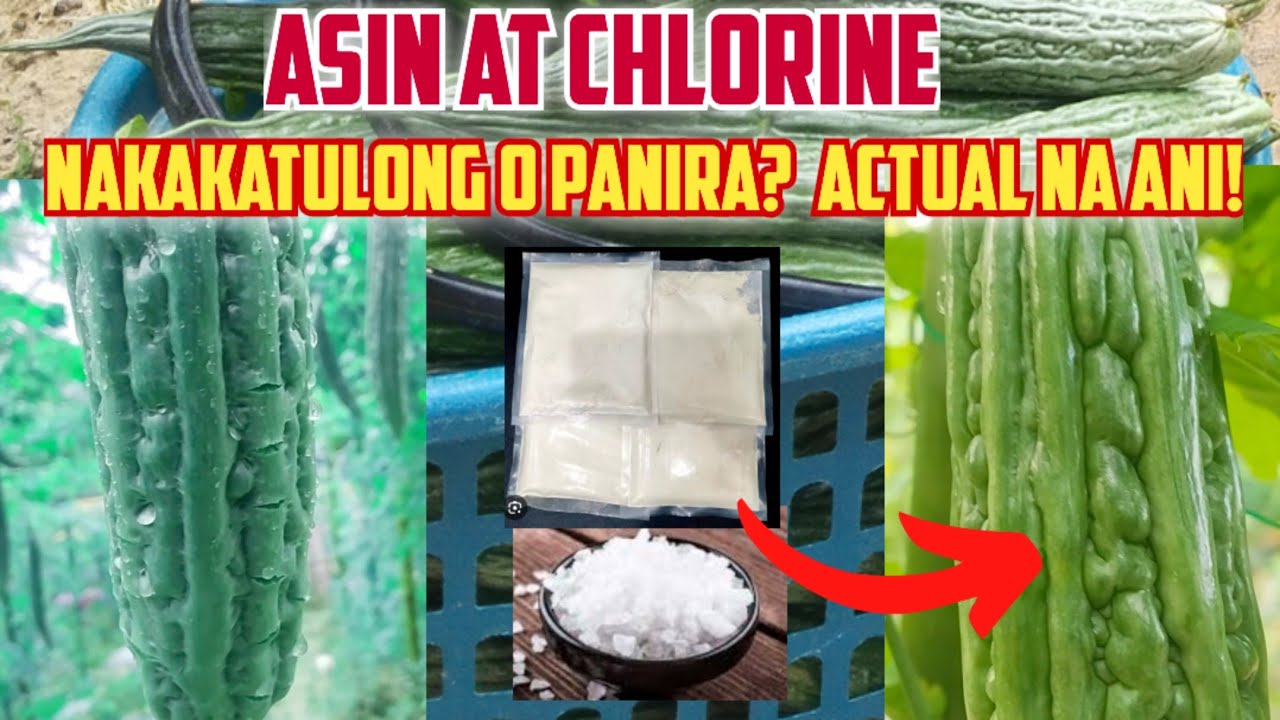 ASIN AT CHLORINE sa AMPALAYA: Nakakatulong nga ba o Panira? | ACTUAL HARVEST Comparison!