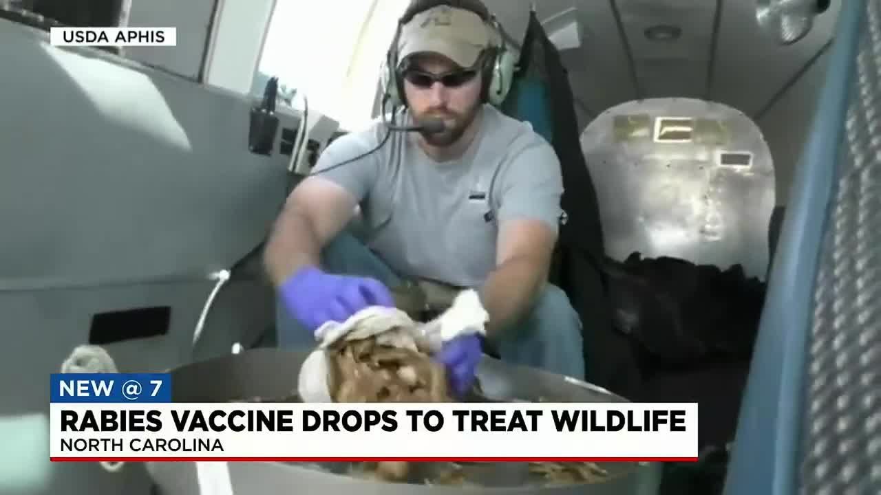 Rabies vaccine drops to treat wildlife 