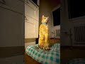 POV: Malus just heard something suspicious… 👀