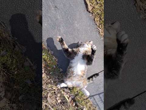 Видео: Кот Чувачок после дальней дороги отдыхает верх лапками #cat #кот #домашниеживотные