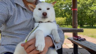 柴犬を病院のトリミングに連れて行ったら飼い主が寂しさに負けた…