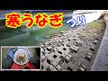 あのエサで釣れる季節になった寒うなぎ釣り 【うなぎ釣り】