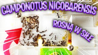 MOCNA ARMIA  AKTUALIZACJA CAMPONOTUS NICOBARENSIS #3 | Kubsonix Ant