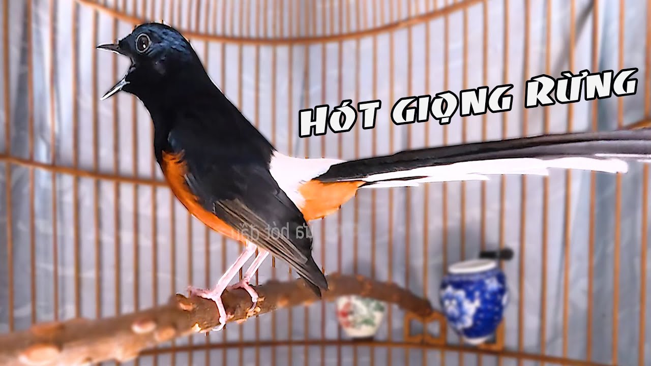 🔥Kích Chòe lửa hót nhiều giọng,  chòe lửa đánh đuôi kích bổi.luyện chòe lửa hót cực hay/giúp lên lửa