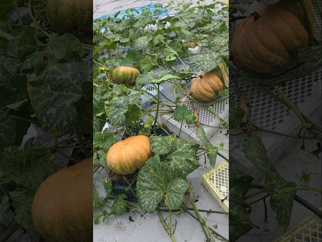 옥상텃밭에서 맷돌호박이 자라고 있어요  #소소한행복 #옥상텃밭 #맷돌호박