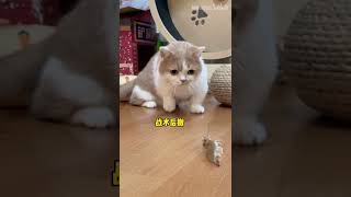 baby Cats, baby dogs #short #cat #funny  # 2297