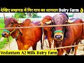 देखिए लखनऊ में गिर गाय का शानदार डेरी फार्म | Gir Cow Dairy Farm In Lucknow | Vedantam Gir Cow Farm