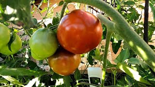 30.9.21 - Les Tomates À La Mi Saison