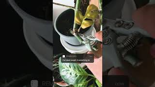 Cutting Dead Leaves | Good or Bad?