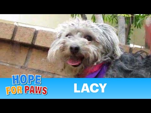 Lacy - saved from euthanasia - Please share this video