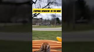Chipping Sparrow Vs The Wind