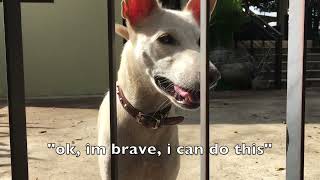 Dog Movie With Desah, Caius, Pinn, Shabu, And Sushi