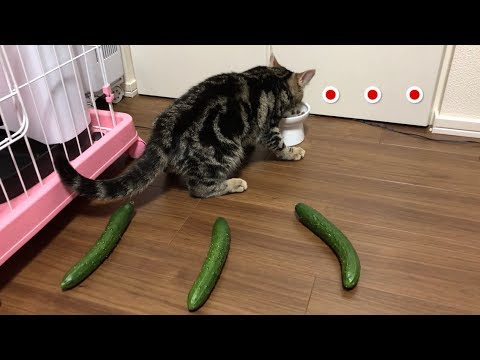 簡単アレンジ！ サラダチキンの粒マスタード焼きのご紹介です。 サラダチキンの表面にまんべんなくソースを塗ることで表面の乾燥を防ぎ .... 