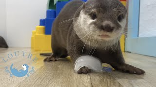 暑いので氷で遊んでたら、冷たくて手が震えるカワウソ　Otters like playing ices, but their hands tremble in the cold