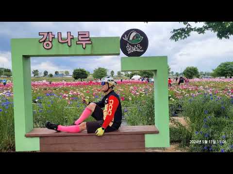 칠서. 청보리 작약축제 (함안)