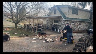 German Shepherd stacks firewood by Watchman German Shepherds 379 views 2 months ago 1 minute, 6 seconds