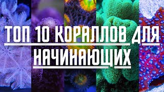 Топ 10 кораллов для новичков