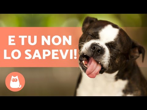 Video: Cibo per cani fatto in casa approvato dal veterinario