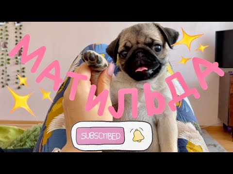 МОПС МАТИЛЬДА🐶 Первые дни дома. Как приучить щенка к пеленке? Воспитание, дрессировка и любовь 💕