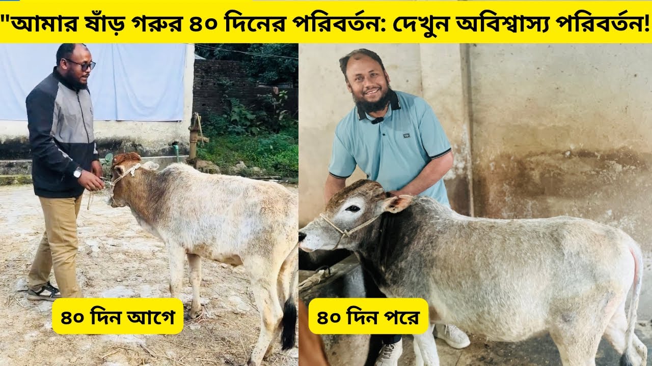 আমার ষাঁড় গরুর ৪০ দিনের পরিবর্তন: দেখুন অবিশ্বাস্য পরিবর্তন!