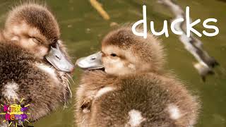 Hello Ducks 🦆 Soft Start Music for Students | 10 Minute Nature Background Video screenshot 1