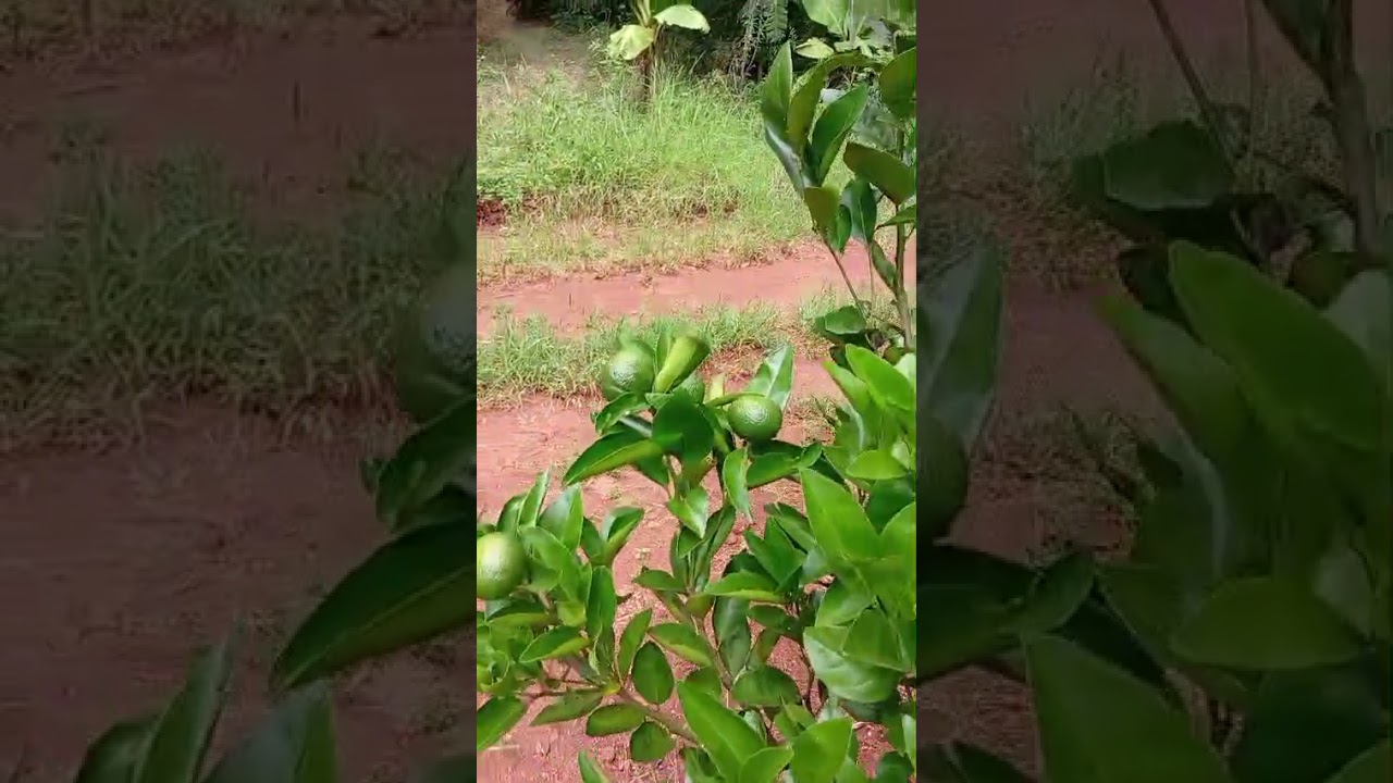 Recanto sertanejo do Osmar Bueno veja só