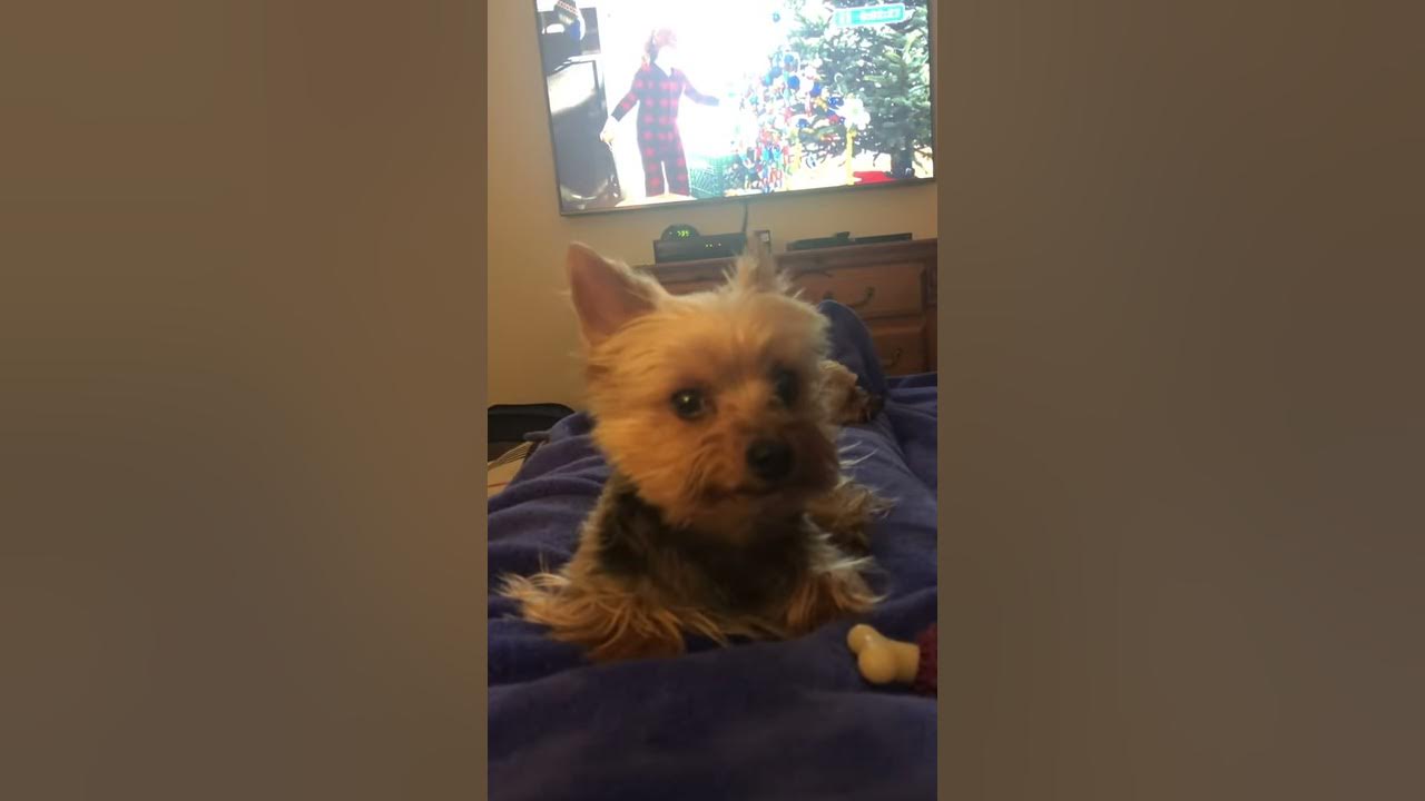 Yorkie crying during timeout YouTube