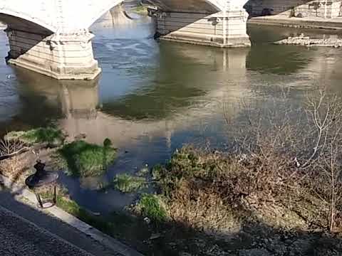 Fondazioni del ponte neroniano, gli altri piloni durante la magra del Tevere