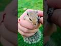#Squirrel #viral #cute #animals #lifeisbutadream #viral #trendingshorts #travel #youtubeshorts