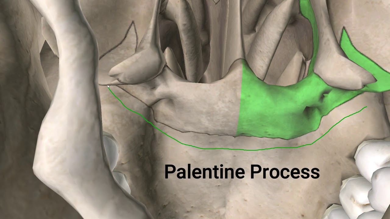 The Facial Bones YouTube