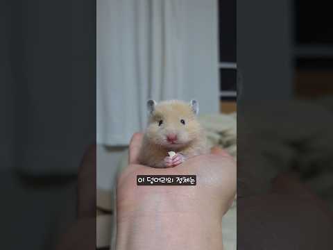 베개 위 인절미... 결국 키우기로 했습니다