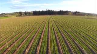 Spring Work in Oregon Hop Fields