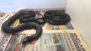 Red Bellied Black Snakes Mating