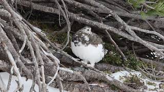 御嶽三の池の雌雷鳥 - YouTube