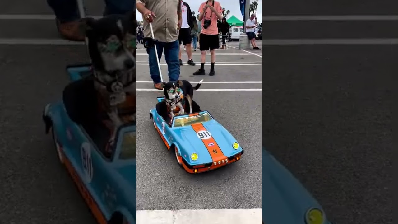 Dog pulled up to the car meet in the Gulf Porsche 911 Paint to sample bout to take yo girl🤣😂 