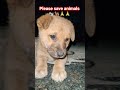 koy vi nhi krta please save animals 🐄🐕🦺🙏🙏🙏.... #funny #comedy #sorts