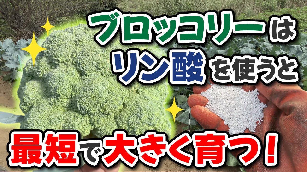 Amazingly fast! The birth of ultra-early broccoli that will