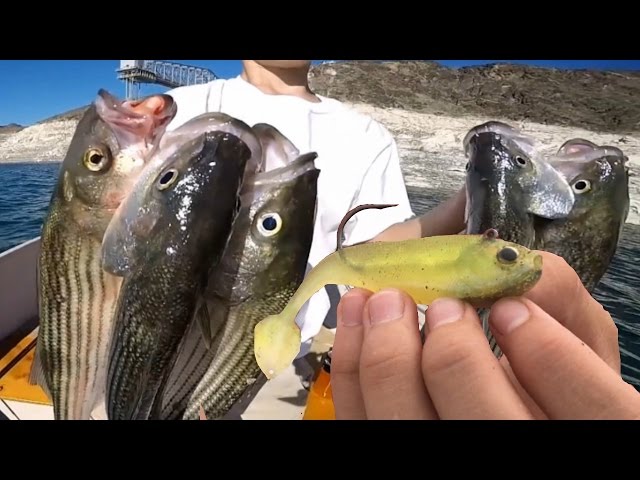 Fishing Striper Boils: Best Baits To Use For Striped Bass When