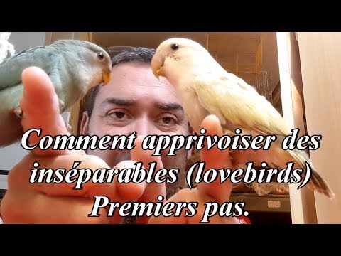 Vidéo: Comment Apprivoiser Un Perroquet Inséparable