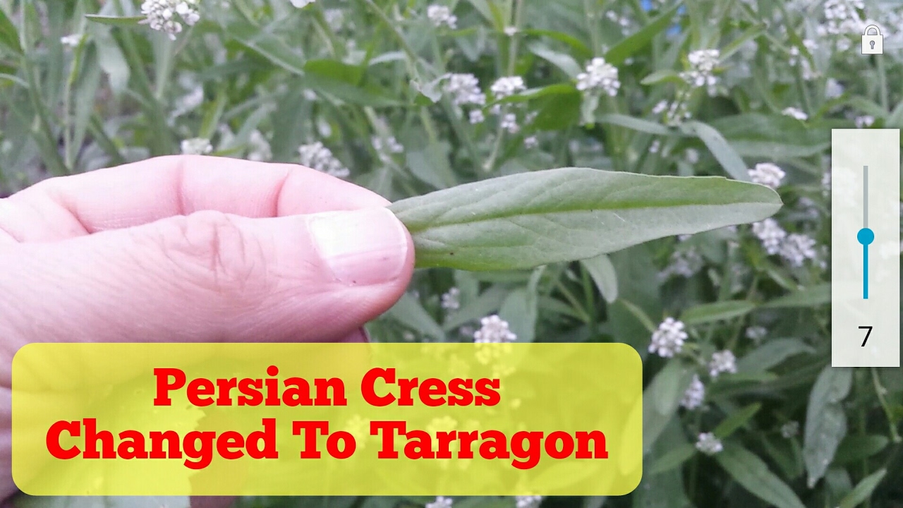 Do Persian Cress Change To Tarragon In Spring Time? YouTube