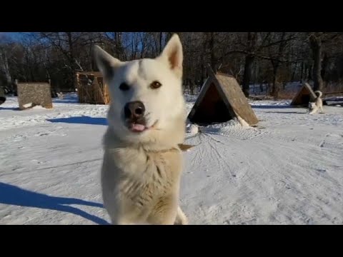 Видео: Греческая собака протеста становится глобальной