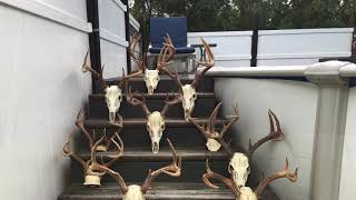 Antler Growth Explained