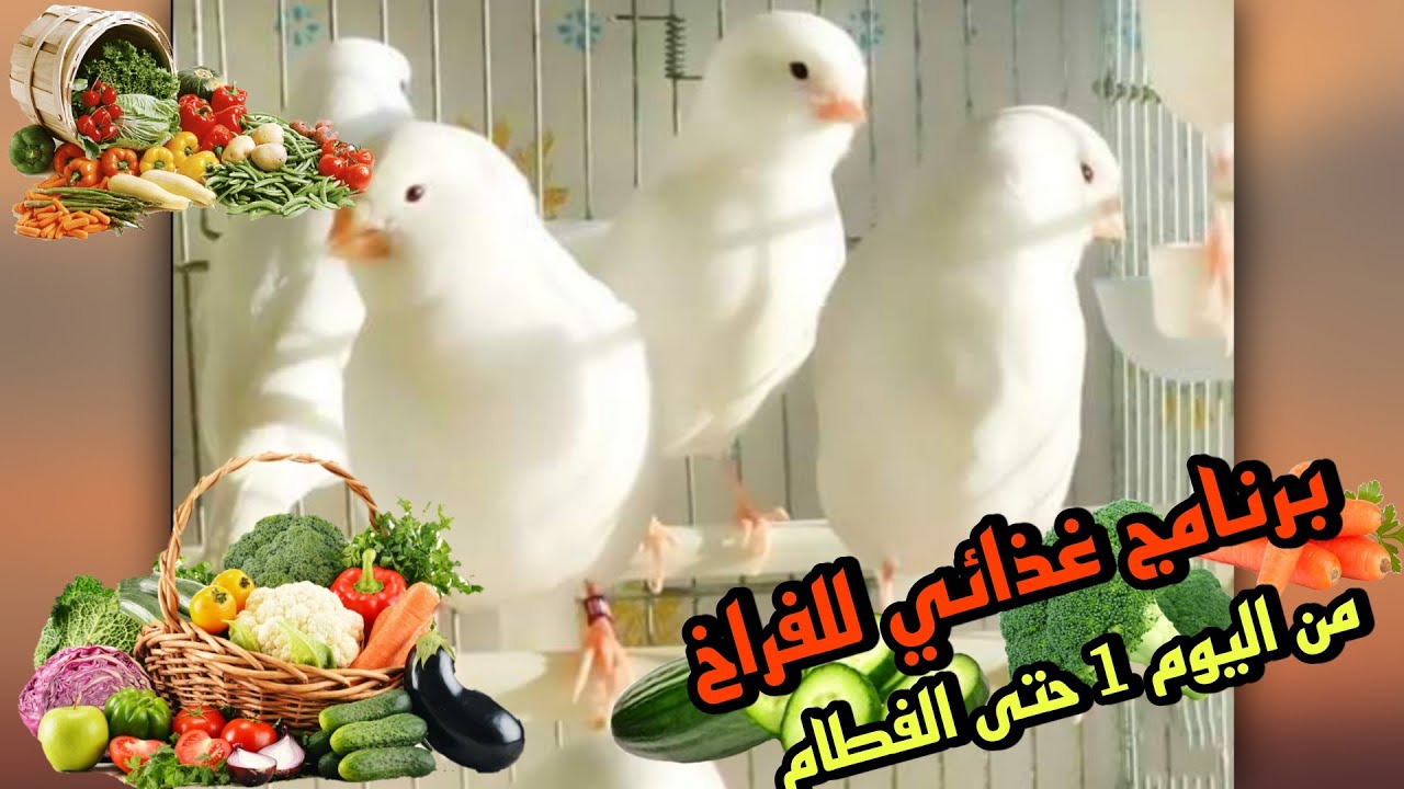 تجهيز أفضل برنامج غذائي للفراخ من اليوم 1️⃣حتى يوم 3️⃣5️⃣ ملاحظتين مهمتين ‼️