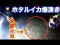 【富山湾の神秘】ホタルイカ５０００匹獲れた！ついに爆湧き！ #10