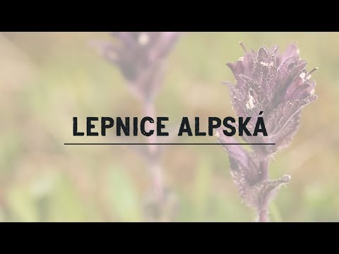Video: Alpská louka. Rostliny alpských luk