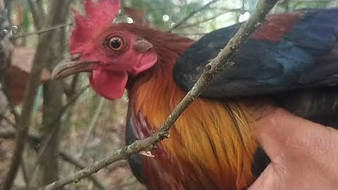 9 /2/ 2022cuab qaib qus tuaj mag zoo heev