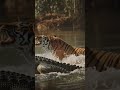 #shorts #tiger #crocodile #animalfight #viral #trending #wildlife #dangerous #jungle #ytshorts