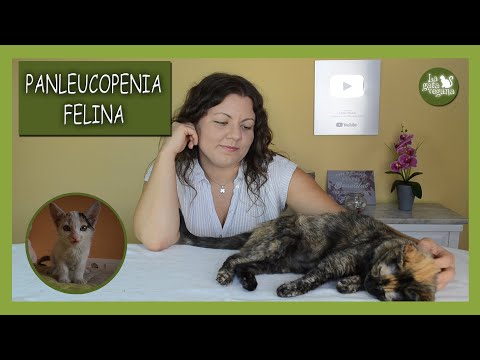 Vídeo: Tractament De L'alteració Felina En Gats - Tractament De La Panleucopènia