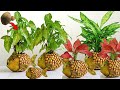 How to Make Beautiful Fish Flower Pot From Coconut Husk / Flower Pot Decoration Ideas